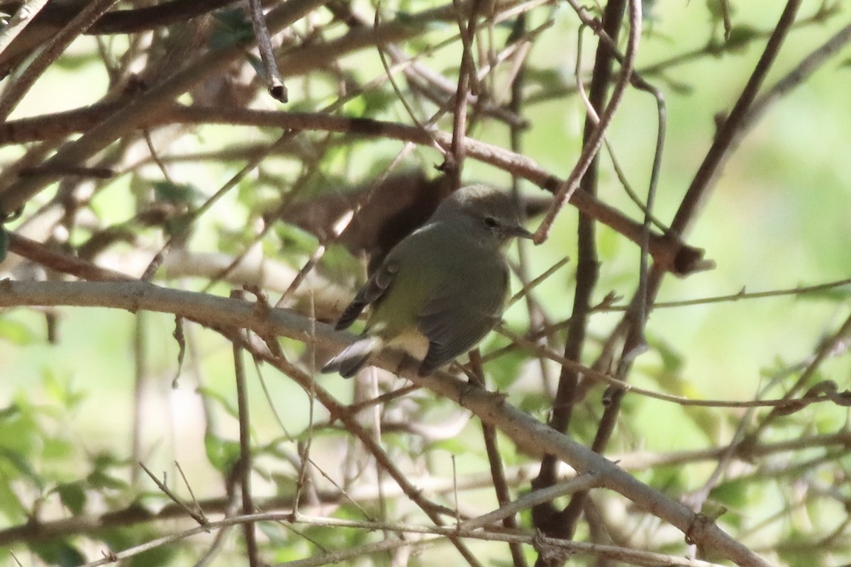 Orange-crowned Warbler - ML543731101