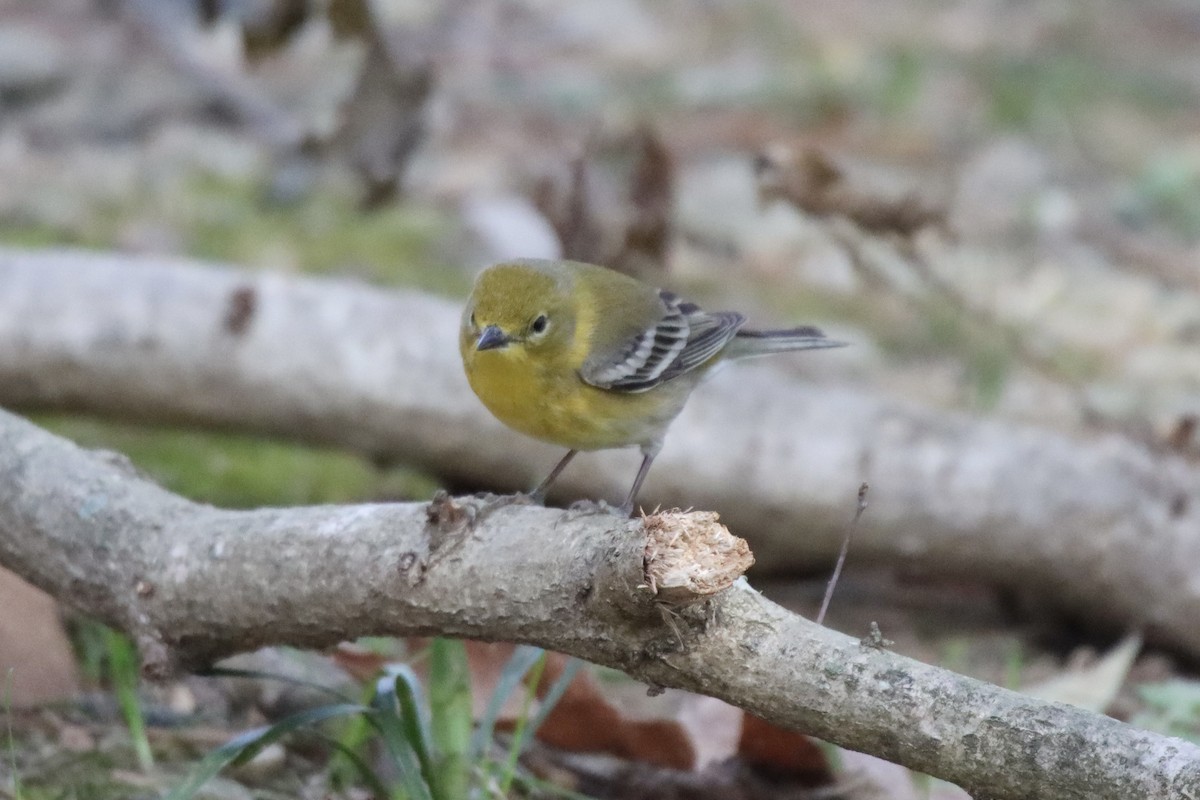 Pine Warbler - ML543731161
