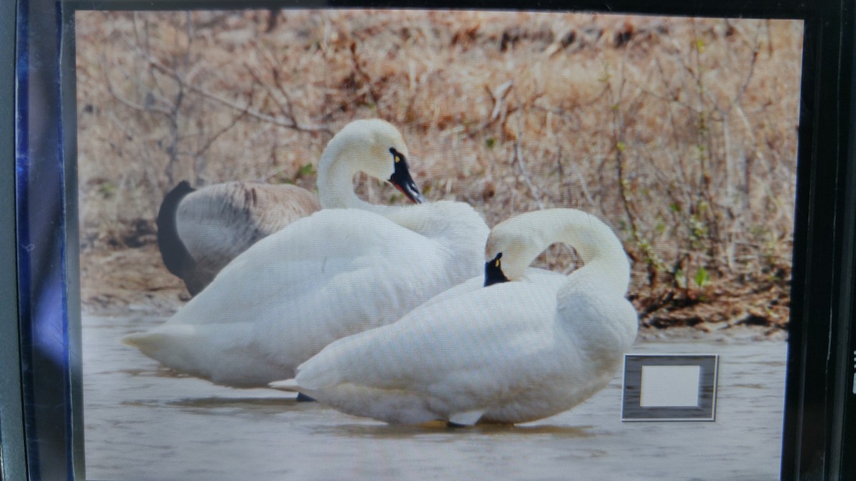 Tundra Swan - ML54373151