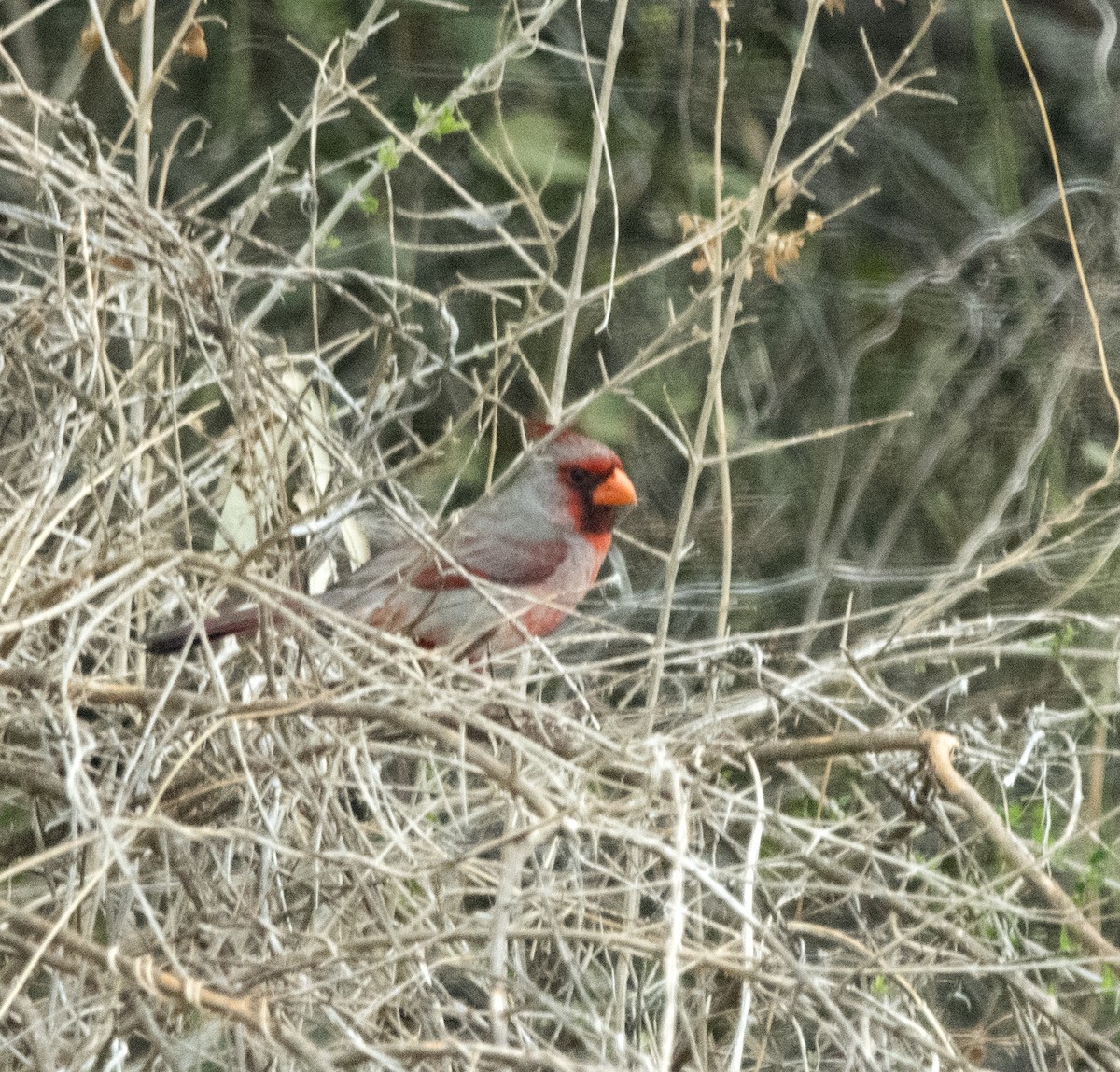Northern Cardinal x Pyrrhuloxia (hybrid) - William Brooks
