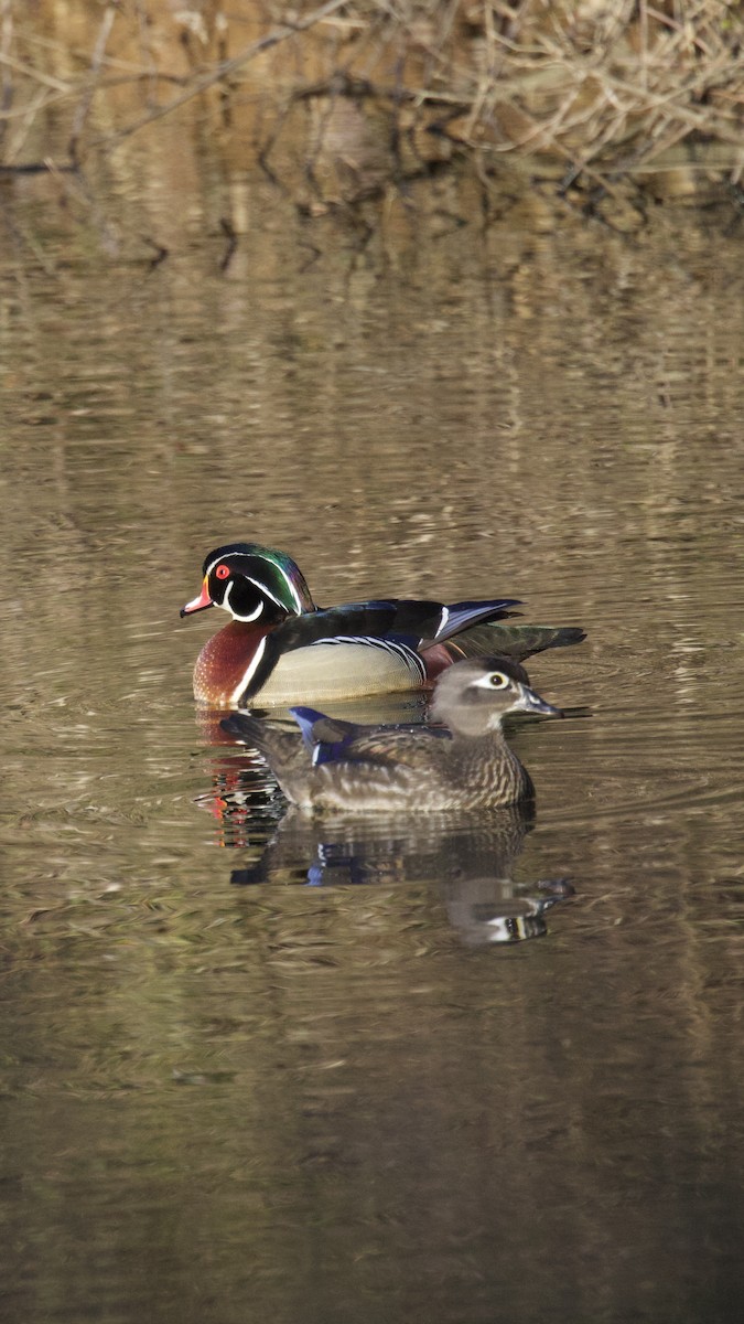 Wood Duck - ML543731661