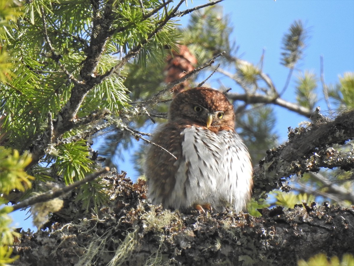 Northern Pygmy-Owl - ML543732441