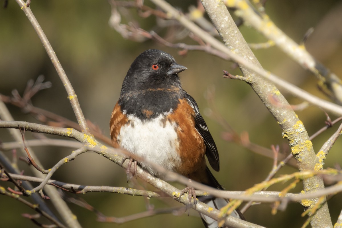 Spotted Towhee - ML543732671