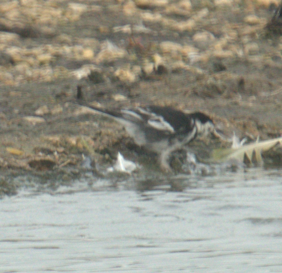 White Wagtail - ML543732971