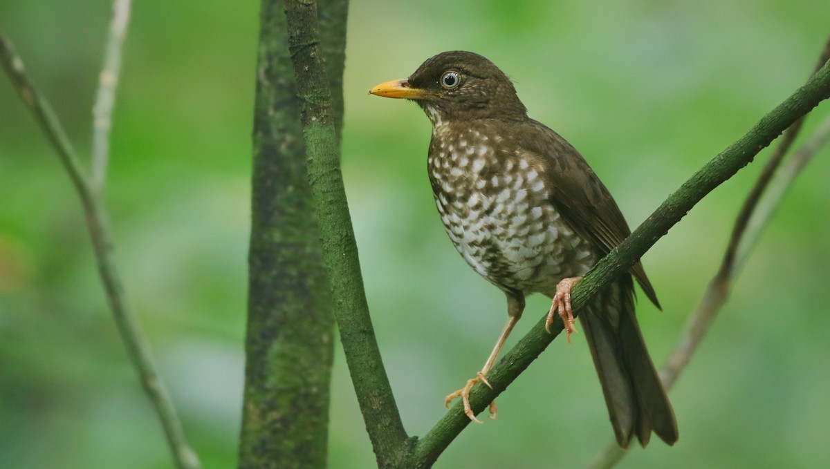 Principe Thrush - Joshua Bergmark | Ornis Birding Expeditions