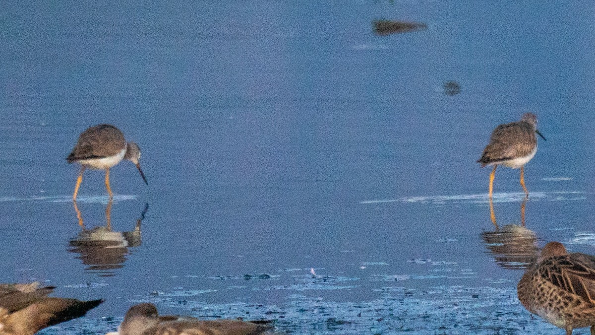 Lesser Yellowlegs - ML543733141