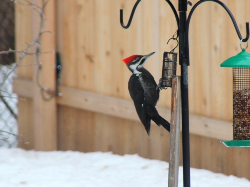 Pileated Woodpecker - ML543733591