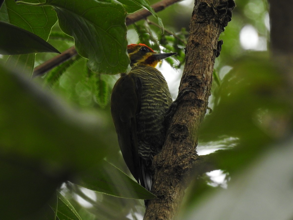 White-browed Woodpecker - ML543733651