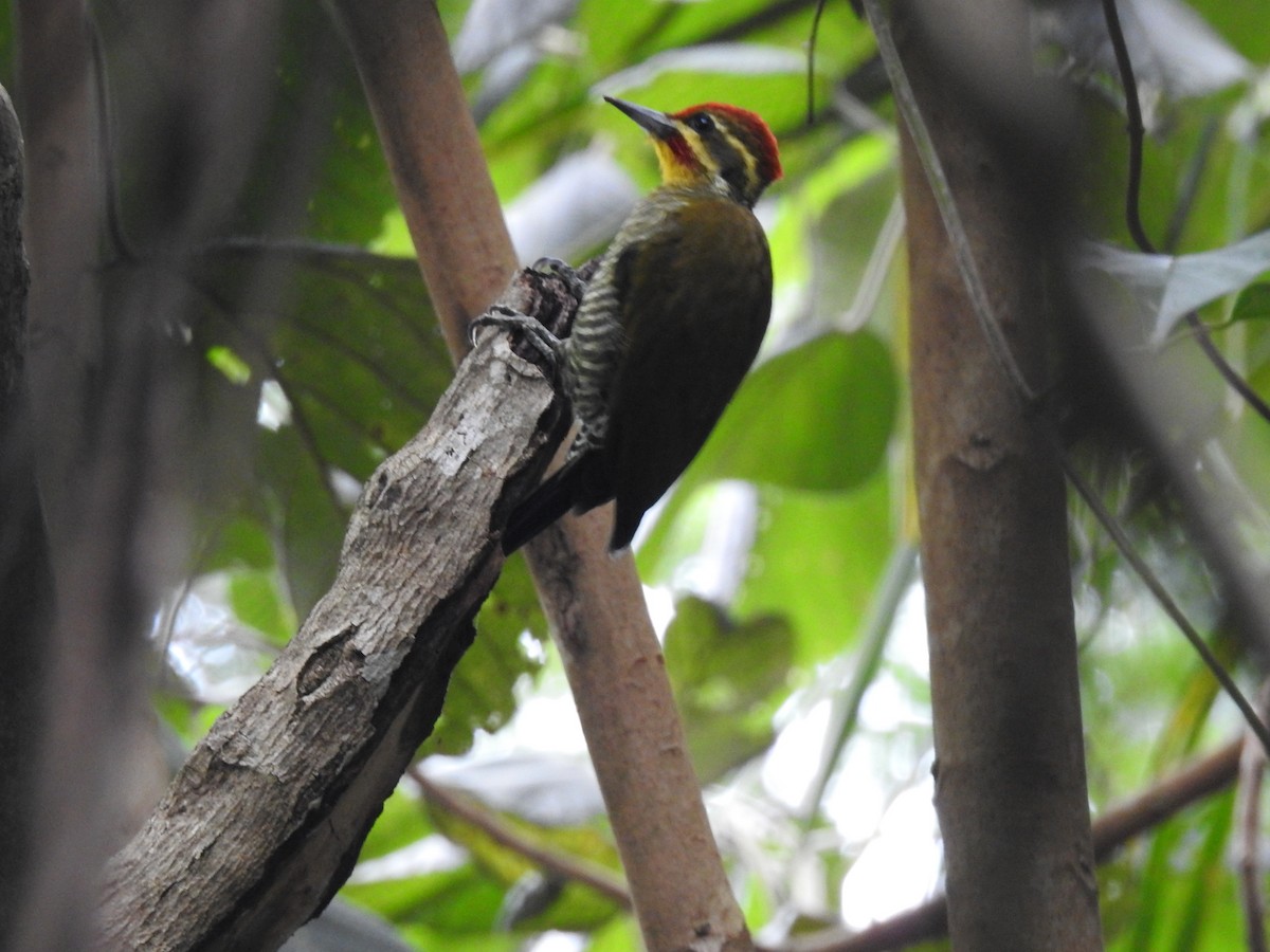 White-browed Woodpecker - ML543733661