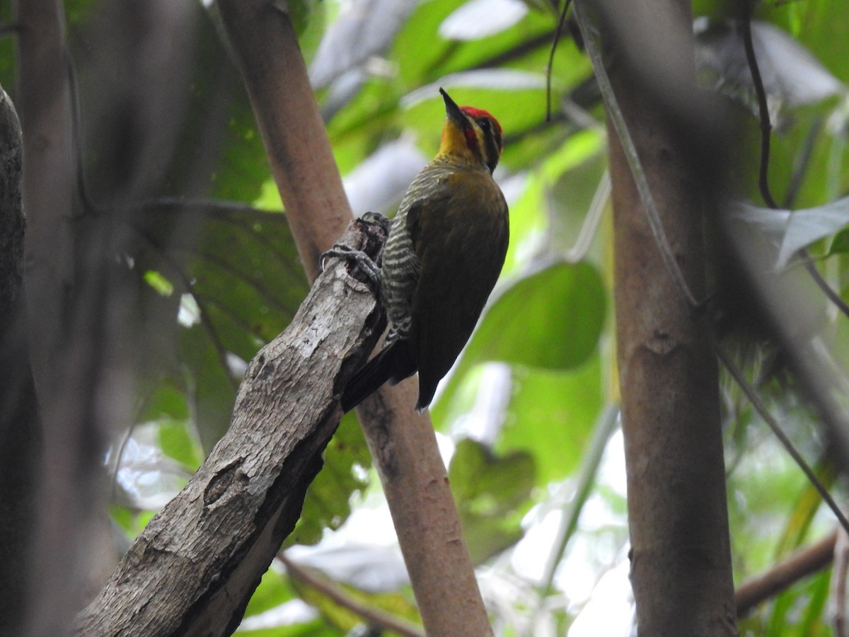 White-browed Woodpecker - ML543733701