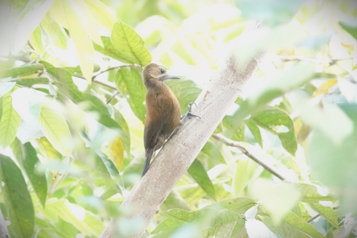 Smoky-brown Woodpecker - Steve Hampton