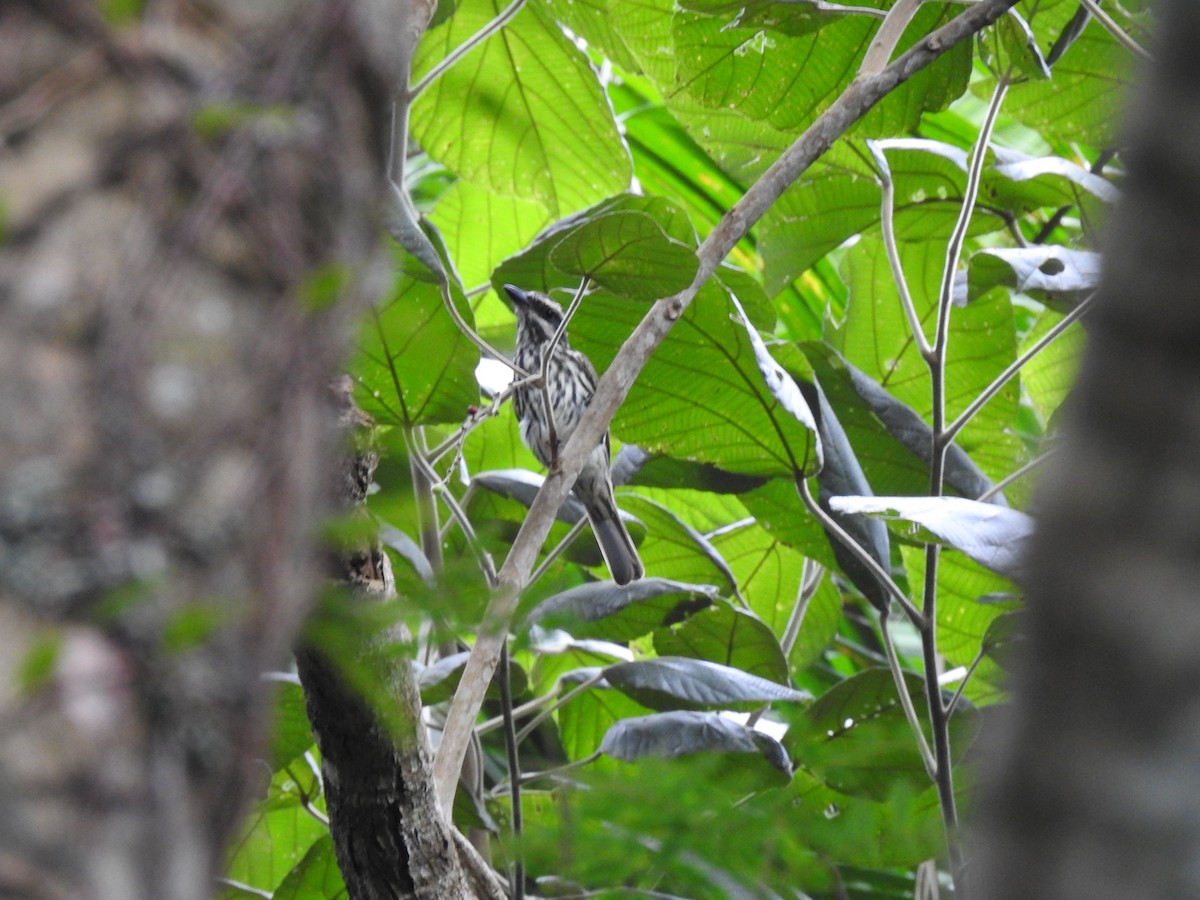 Streaked Flycatcher - ML543734321