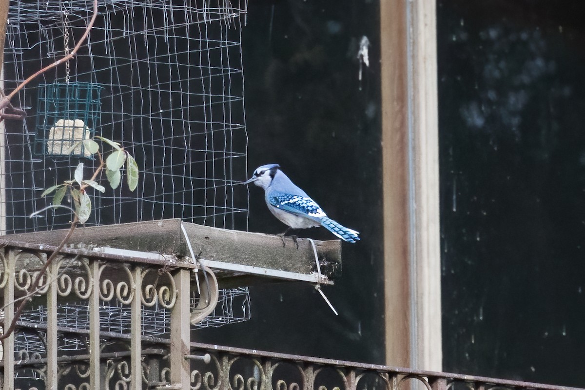 Blue Jay - ML543734431