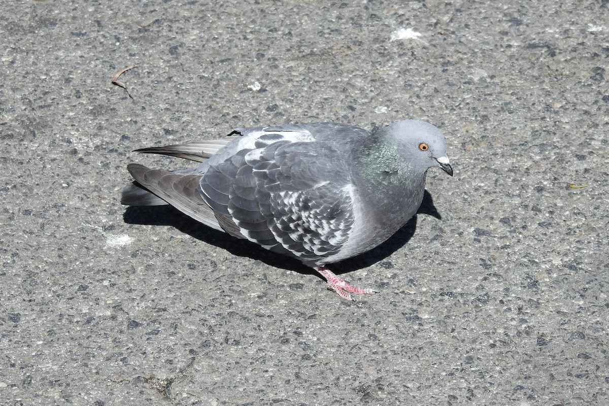 Rock Pigeon (Feral Pigeon) - ML543735011