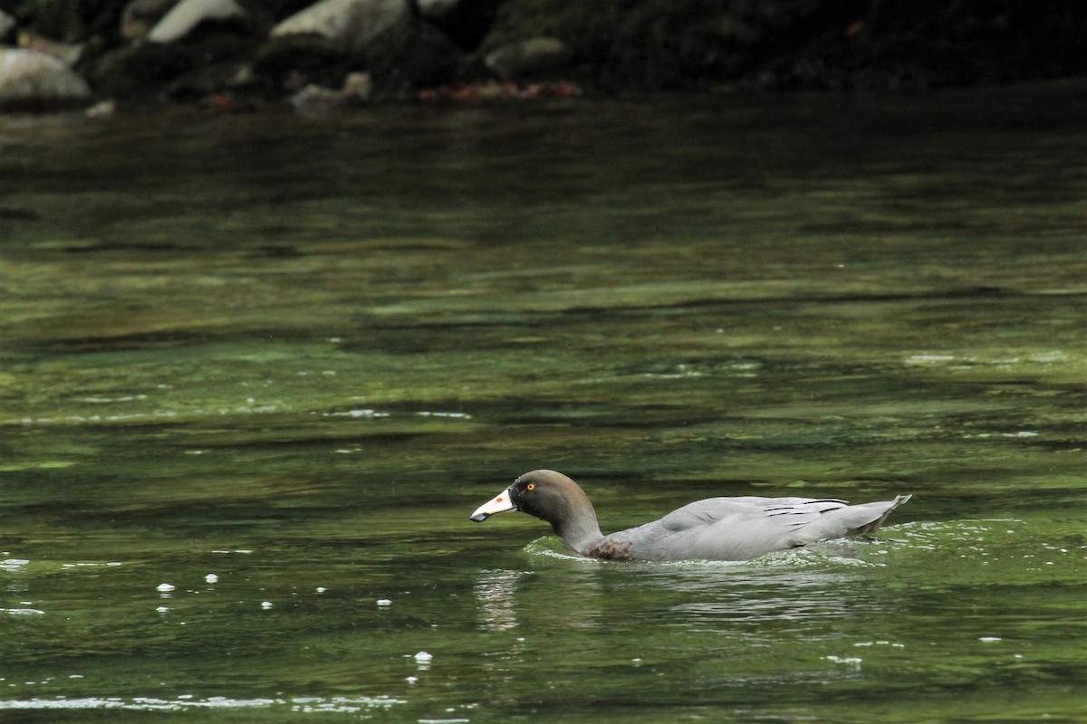 Blue Duck - ML543735661