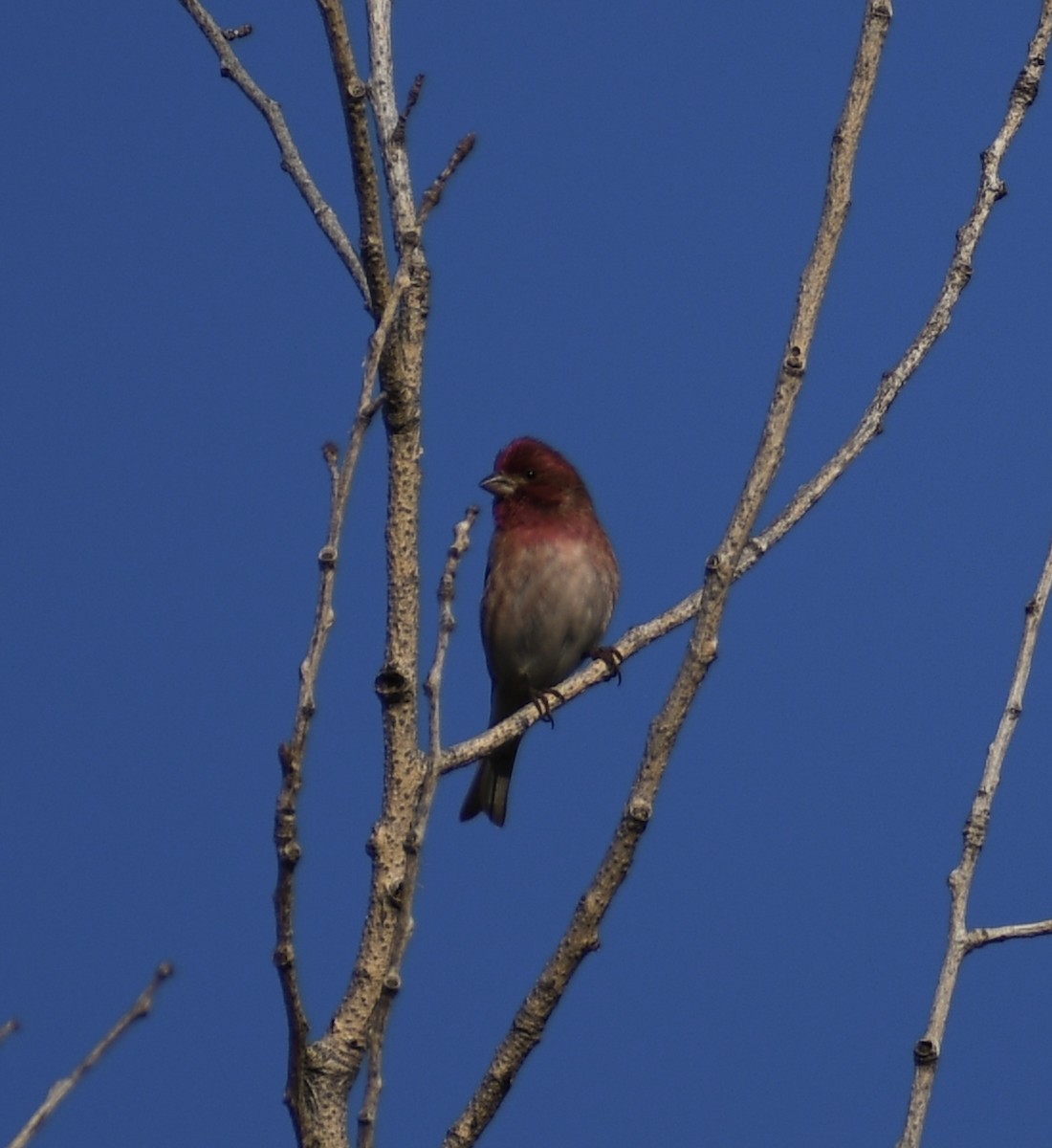 Purple Finch - Andy H