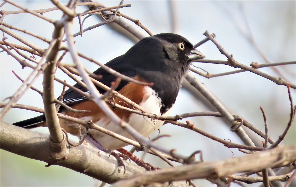 pipilo rudooký - ML543737541