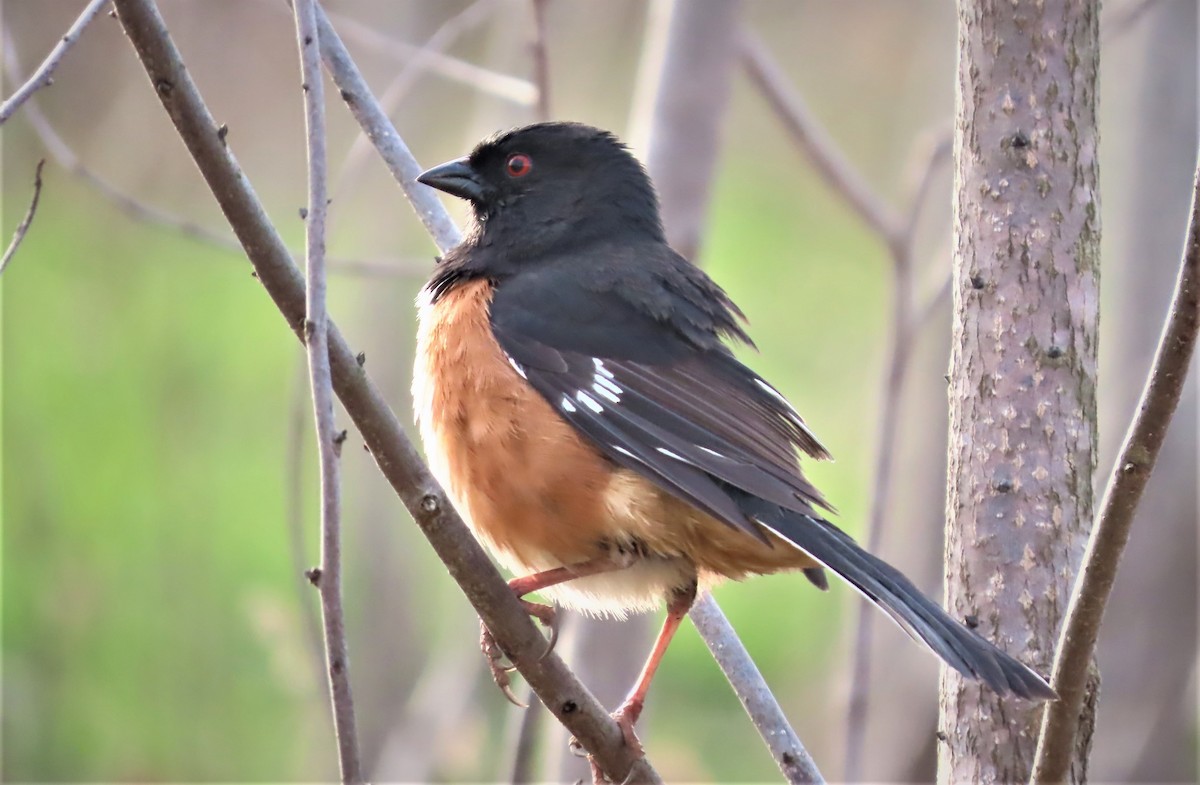 pipilo rudooký - ML543737551