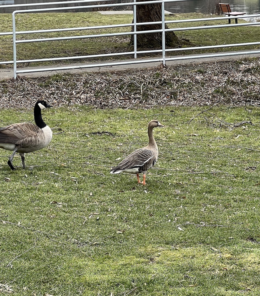 Oca lombardella - ML543738791