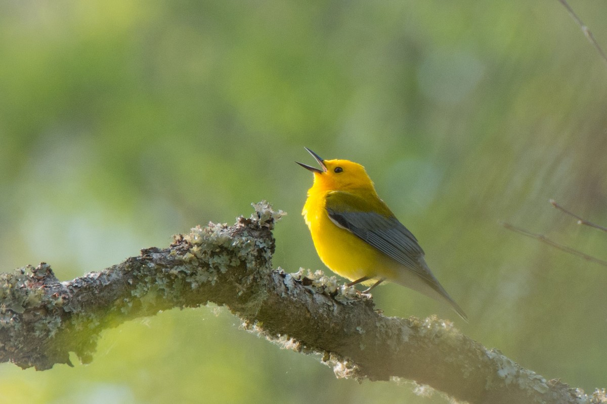 Prothonotary Warbler - Roger Shaw