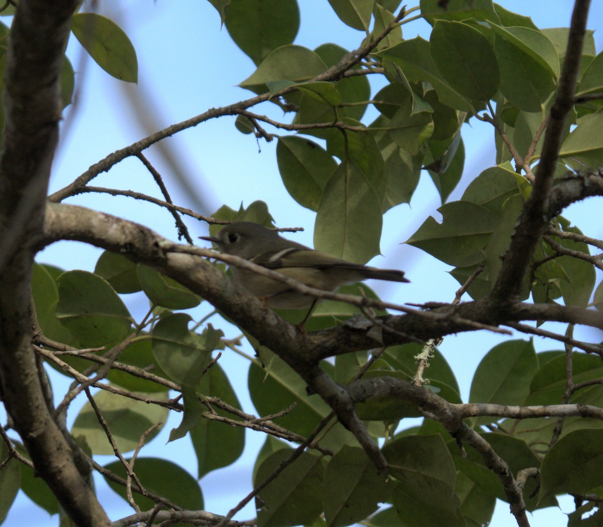 Ruby-crowned Kinglet - ML543739771