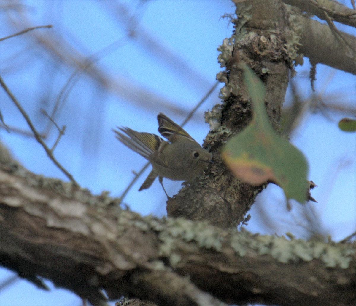 Ruby-crowned Kinglet - ML543739781