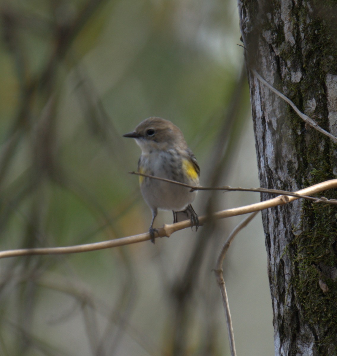 Yellow-rumped Warbler - ML543740421