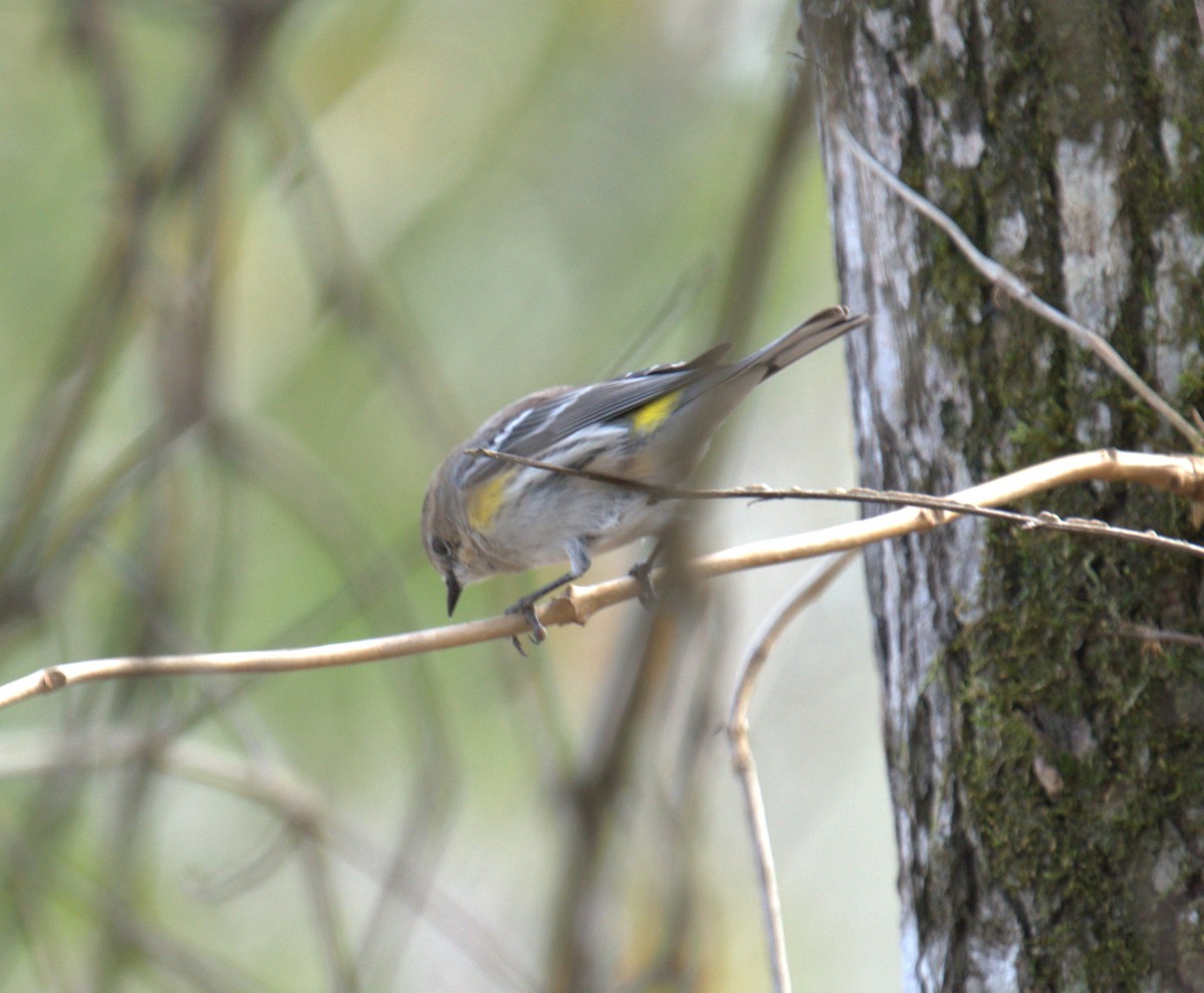 Yellow-rumped Warbler - ML543740431