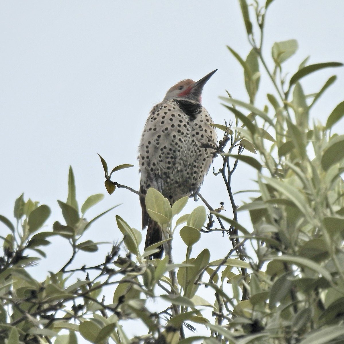 Northern Flicker (Red-shafted) - Charlotte Morris