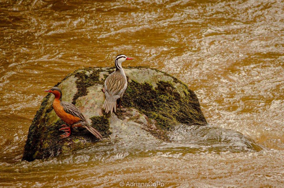 Pato Torrentero - ML543741681