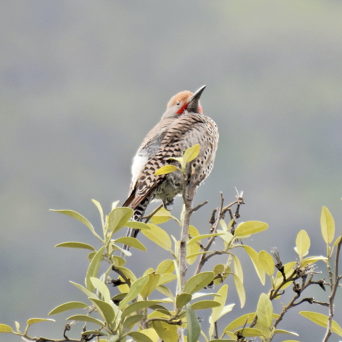 Northern Flicker (Red-shafted) - ML543742371