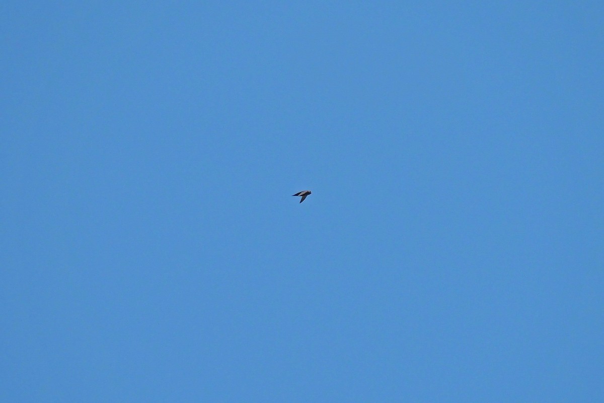 Spot-fronted Swift - ML543742661