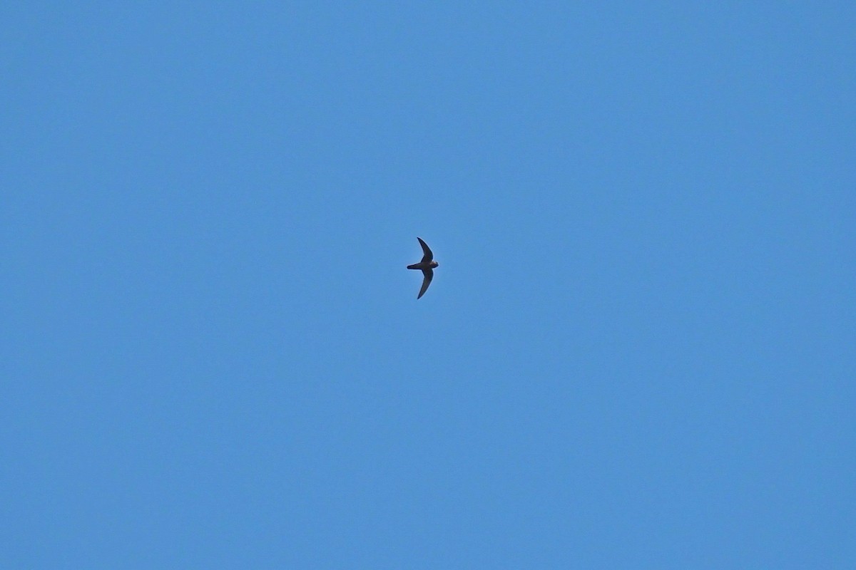 Spot-fronted Swift - ML543742671