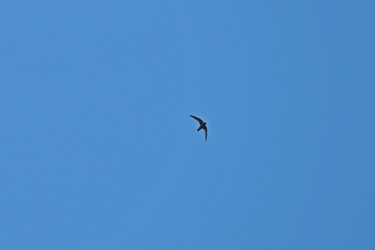 Spot-fronted Swift - ML543742681