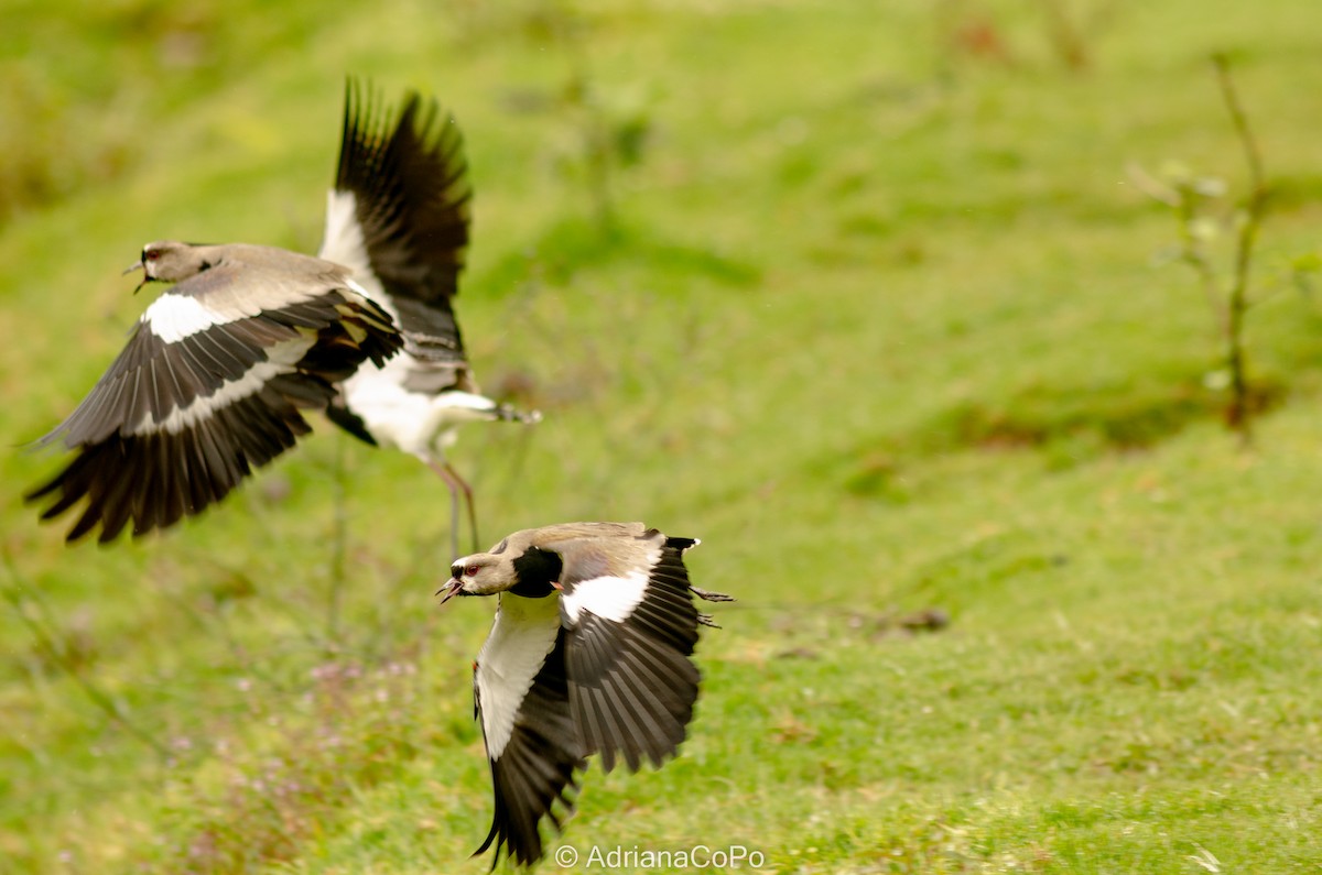 Southern Lapwing - ML543742901