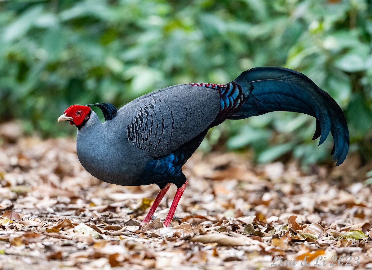 Siamese Fireback - Lisa & Li Li