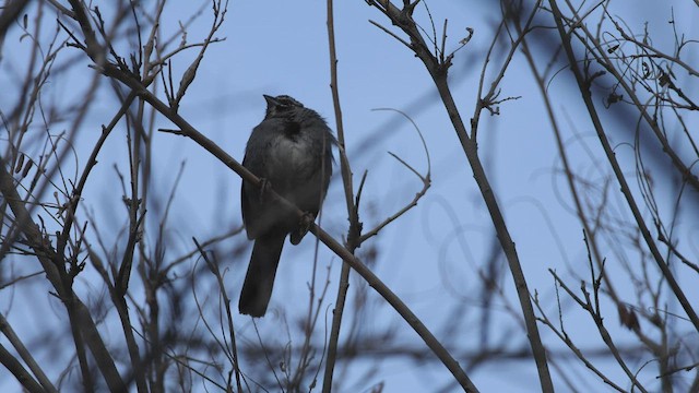 Five-striped Sparrow - ML543744831