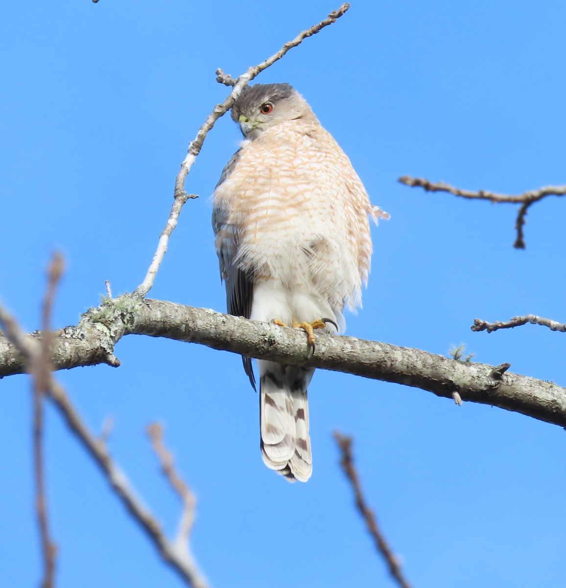 Cooper's Hawk - ML543745771