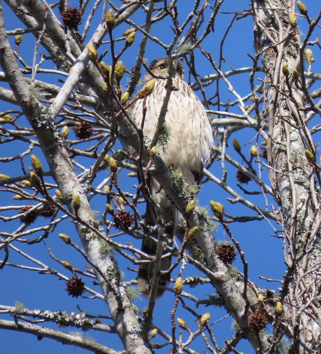 Cooper's Hawk - ML543745781