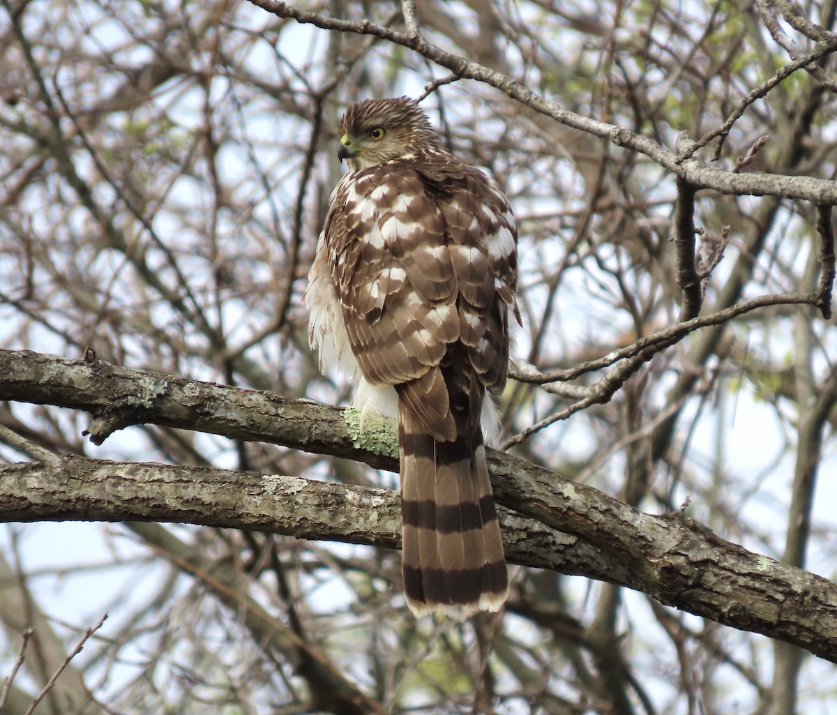 Cooper's Hawk - ML543745791