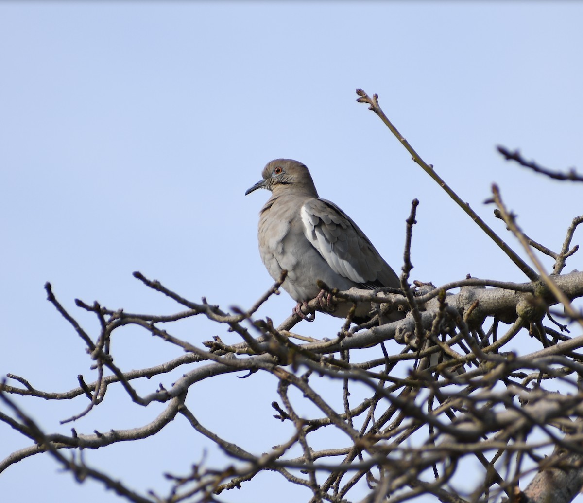 White-winged Dove - ML543746181