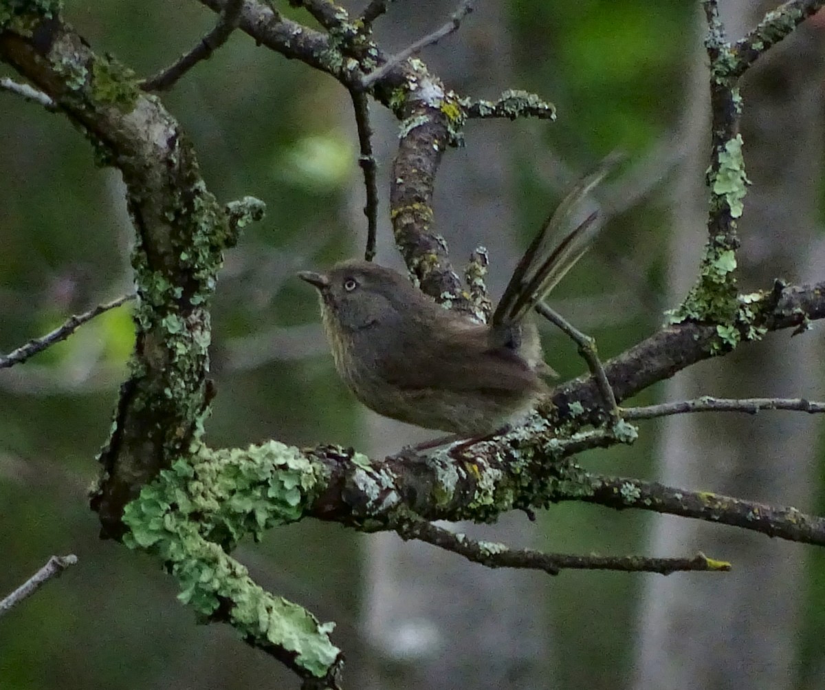Wrentit - ML54374621