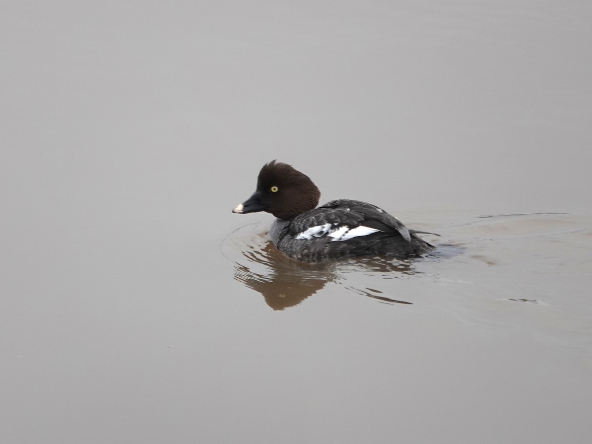 Common Goldeneye - ML543747361