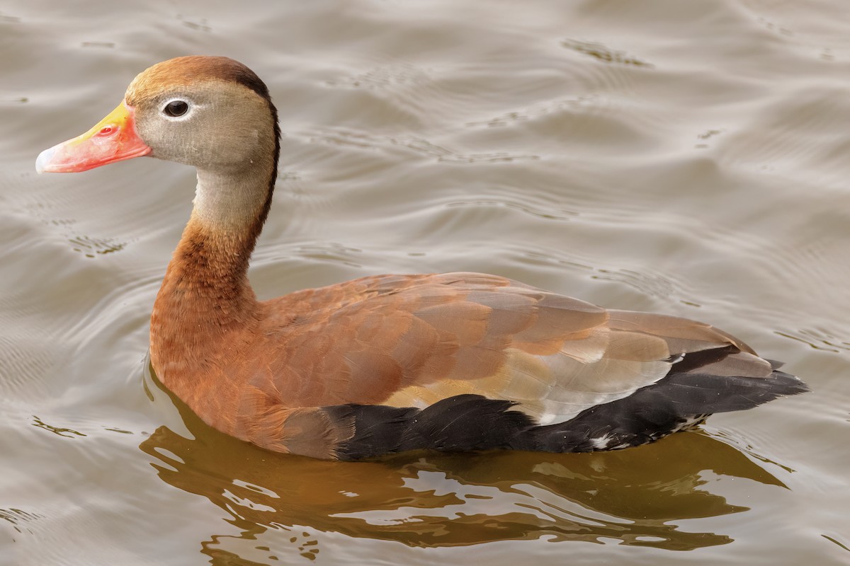 Black-bellied Whistling-Duck - Scott Young