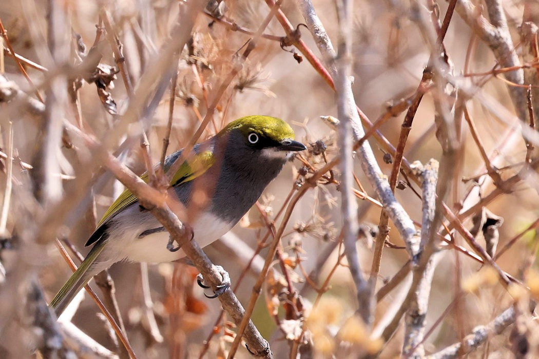 Slaty Vireo - ML543749811