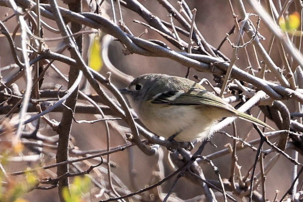 Dwarf Vireo - ML543749831