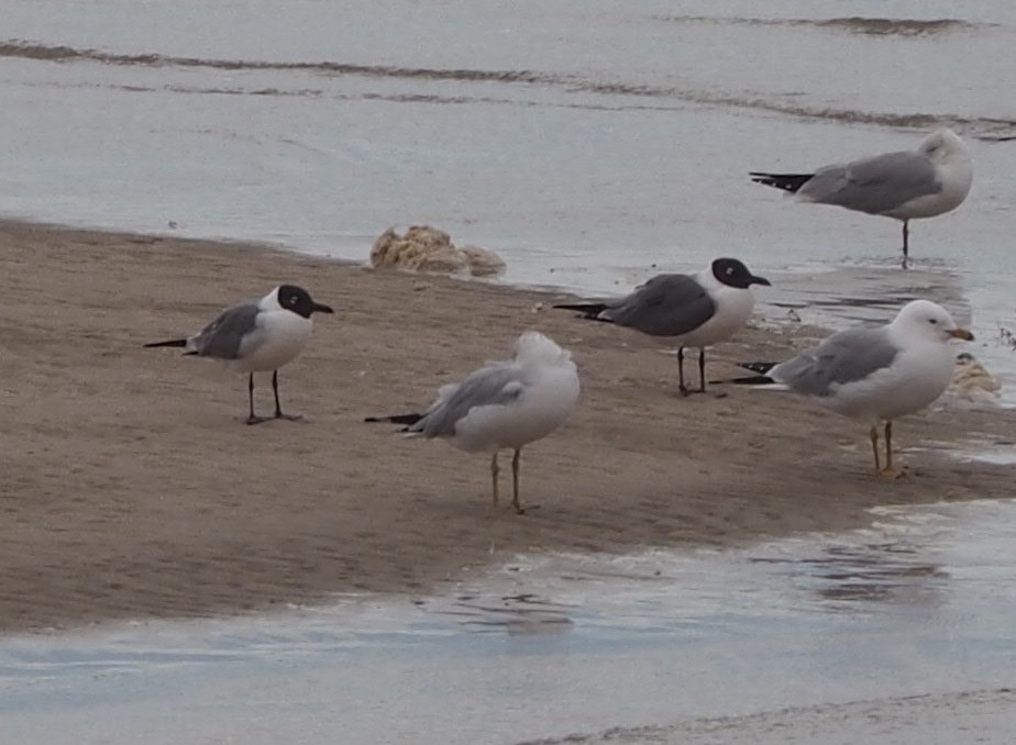 Laughing Gull - ML543750941