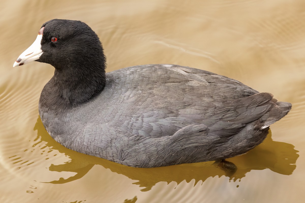 American Coot - Scott Young