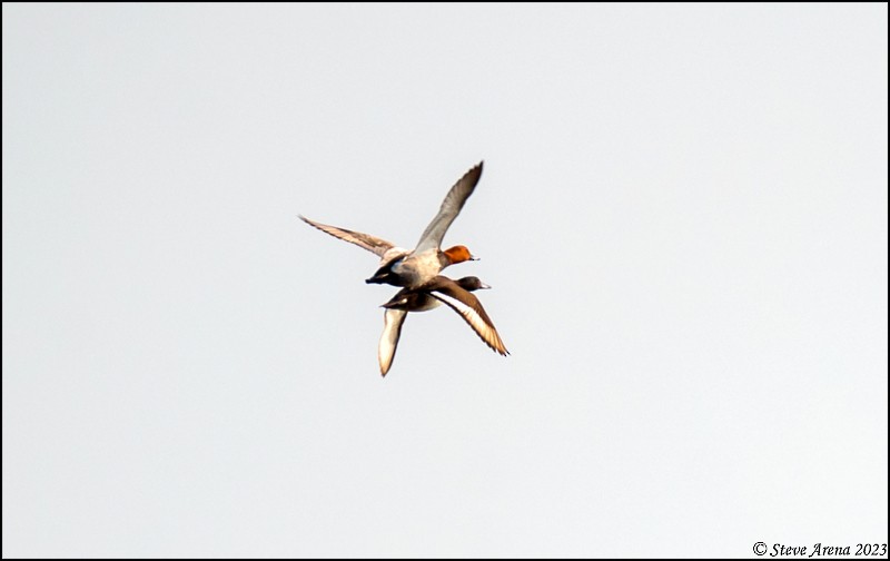 Common Pochard - ML543752401
