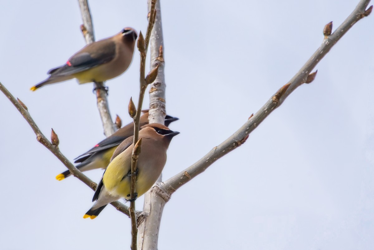 Cedar Waxwing - ML543752461